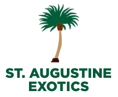 St. Augustine Exotics